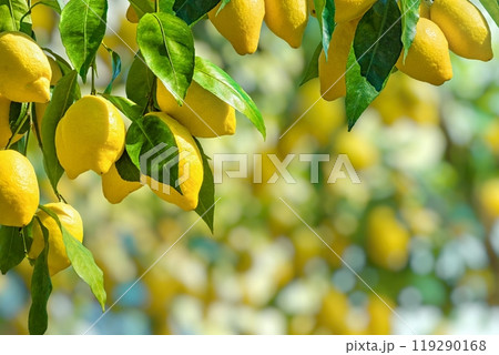 Bunches of fresh yellow ripe lemons with green leaves. Bunches of fresh yellow ripe lemons with green leaves. 119290168