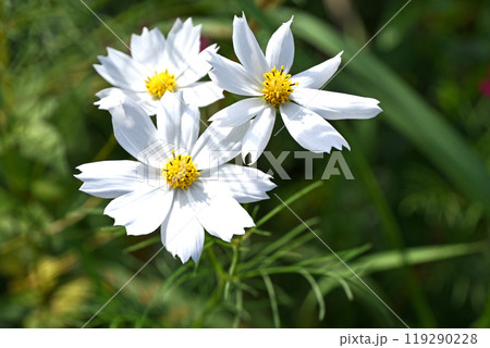 秋晴れの日差しの中で咲く純白のコスモス 秋晴れの日差しの中で咲く純白のコスモス 119290228
