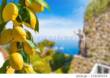 Bunches of fresh yellow ripe lemons, famous Faraglioni Rocks in blue sea, statue of Emperor Augustus on blurred background, Capri Island, Italy. Bunches of fresh yellow ripe lemons, famous Faraglioni Rocks in blue sea, statue of Emperor Augustus on blurred background, Capri Island, Italy. 119290324