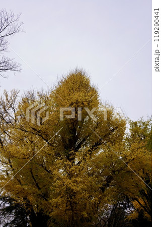 紅葉したイチョウ 119290441