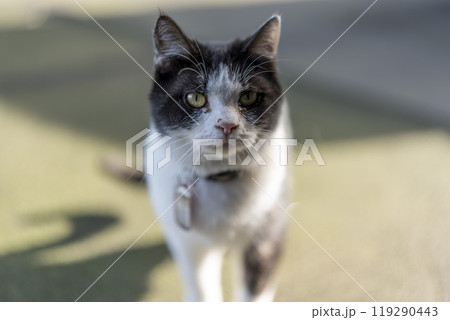 白と黒の猫 119290443