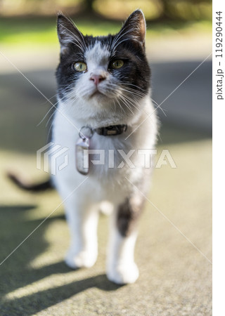 白と黒の猫 119290444