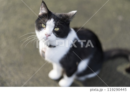 白と黒の猫 119290445