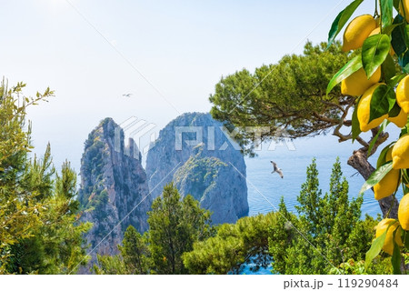 Famous Faraglioni Rocks near Capri Island, Italy. Beautiful paradise landscape with azure sea in summer sunny day and ripe yellow lemons. 119290484
