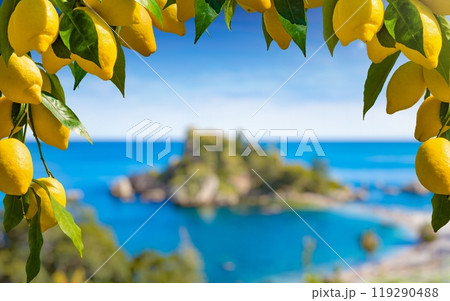 Bunches of fresh yellow ripe lemons with green leaves. Isola Bella located near Taormina, Sicily in blurred background. 119290488