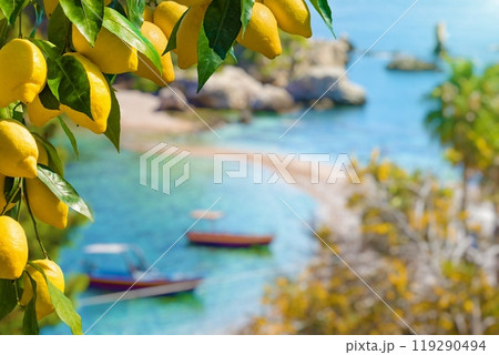 Bunches of yellow ripe lemons with green leaves. Narrow path connects island to Taormina beach in azure waters of Ionian Sea, Sicily, Italy. Bunches of yellow ripe lemons with green leaves. Narrow path connects island to Taormina beach in azure waters of Ionian Sea, Sicily, Italy. 119290494
