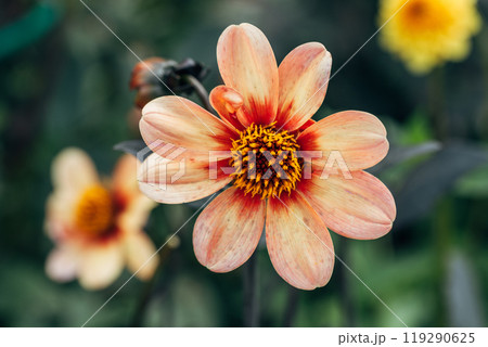 Close up of dahlia flower and bumblebee in garden 119290625