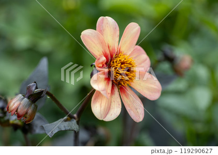 Close up of dahlia flower and bumblebee in garden 119290627