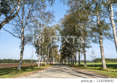 秋晴れの十勝牧場 白樺並木道 北海道音更町 秋晴れの十勝牧場 白樺並木道 北海道音更町 119290691