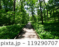 初夏の木道 119290707