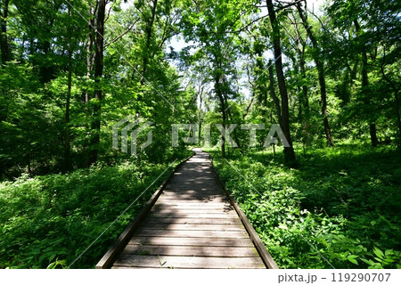 初夏の木道 119290707