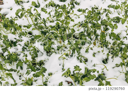 Mustard winter green manure cover crop plants growing with snow cover Mustard winter green manure cover crop plants growing with snow cover 119290760