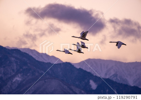 遠くシベリアから長野県の安曇野に飛来した白鳥。アルプスを背景に飛び回っている写真 遠くシベリアから長野県の安曇野に飛来した白鳥。アルプスを背景に飛び回っている写真 119290791