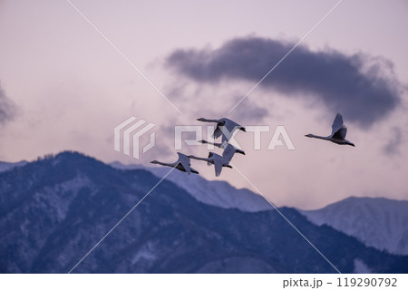 遠くシベリアから長野県の安曇野に飛来した白鳥。アルプスを背景に飛び回っている写真 119290792
