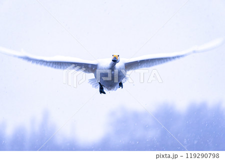 安曇野、御宝田遊水地から白鳥が雪の中飛び立つ風景 安曇野、御宝田遊水地から白鳥が雪の中飛び立つ風景 119290798