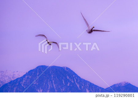 遠くシベリアから長野県の安曇野に飛来した白鳥。アルプスを背景に飛び回っている写真 遠くシベリアから長野県の安曇野に飛来した白鳥。アルプスを背景に飛び回っている写真 119290801
