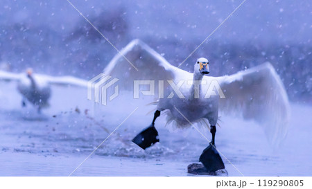 安曇野、御宝田遊水地から白鳥が雪の中飛び立つ風景 安曇野、御宝田遊水地から白鳥が雪の中飛び立つ風景 119290805