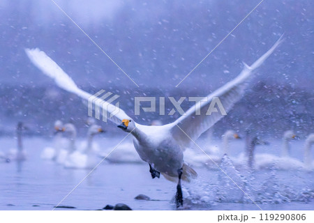 安曇野、御宝田遊水地から白鳥が雪の中飛び立つ風景 安曇野、御宝田遊水地から白鳥が雪の中飛び立つ風景 119290806