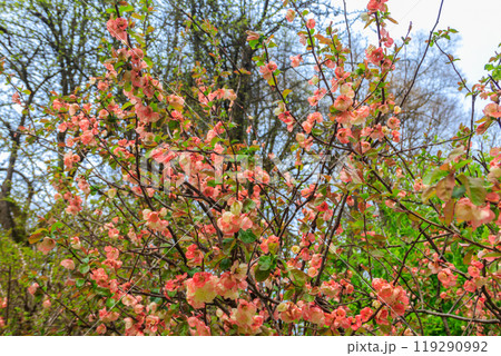 Chaenomeles speciosa, the flowering quince, Chinese quince or Japanese quince in bloom 119290992