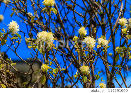 Large Fothergilla, Large Witch-alder (Fothergilla latifolia) in bloom Large Fothergilla, Large Witch-alder (Fothergilla latifolia) in bloom 119291000