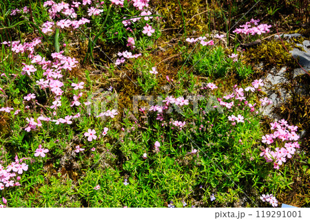 Tufted Phlox or Columbia Phlox (Phlox douglasii) in garden 119291001
