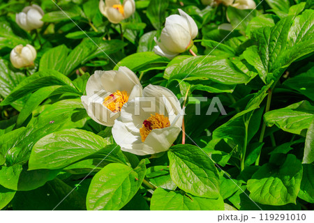 White peony (Paeonia macrophylla) in garden White peony (Paeonia macrophylla) in garden 119291010