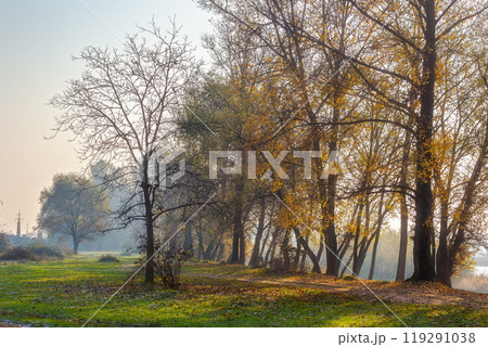 landscape with trees on a misty morning in autumn. nature scenery late fall season 119291038