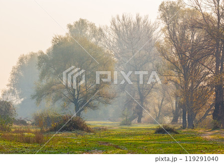 landscape with trees on a misty morning in autumn. nature scenery late fall season. foggy outdoor natural environment 119291040