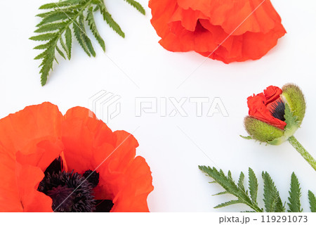 Flowers of red poppy, field poppy on a white background with space for text. Top view, flat plan Flowers of red poppy, field poppy on a white background with space for text. Top view, flat plan 119291073