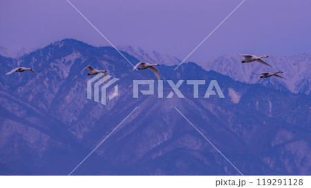 長野県安曇野市に飛来した白鳥が北アルプス、常念岳の前を飛んでいる写真 冬の風物詩 長野県安曇野市に飛来した白鳥が北アルプス、常念岳の前を飛んでいる写真 冬の風物詩 119291128