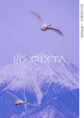 長野県安曇野市に飛来した白鳥が北アルプス、常念岳の前を飛んでいる写真 冬の風物詩 長野県安曇野市に飛来した白鳥が北アルプス、常念岳の前を飛んでいる写真 冬の風物詩 119291130