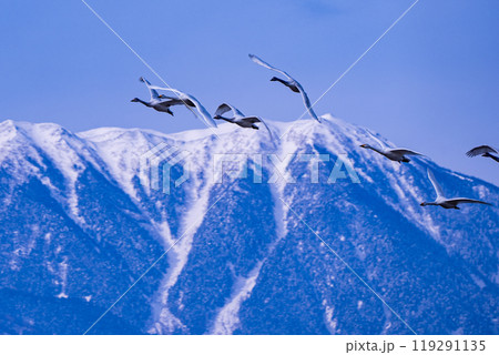 長野県安曇野市に飛来した白鳥が北アルプス、常念岳の前を飛んでいる写真 冬の風物詩 長野県安曇野市に飛来した白鳥が北アルプス、常念岳の前を飛んでいる写真 冬の風物詩 119291135