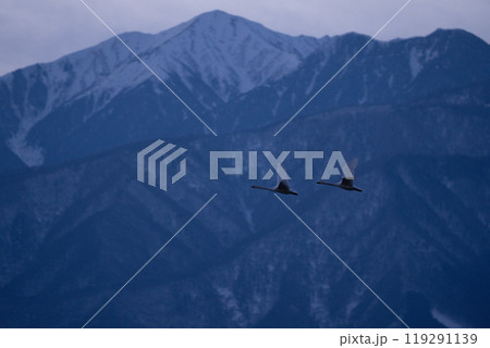 長野県安曇野市に飛来した白鳥が北アルプス、常念岳の前を飛んでいる写真　冬の風物詩 119291139