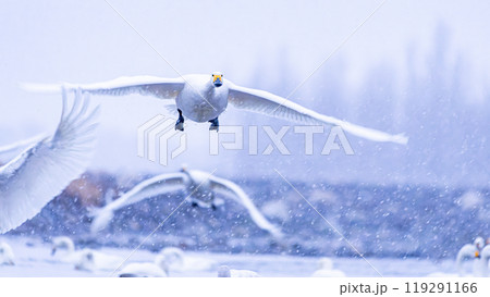 安曇野、御宝田遊水地から白鳥が雪の中飛び立つ風景 119291166