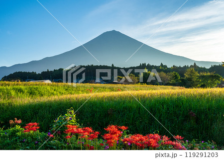 彼岸花が咲く田園風景と富士山 彼岸花が咲く田園風景と富士山 119291203