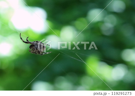 クモとクモの糸　裏 119291273