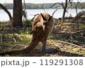お尻をかくカンガルー 119291308
