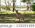 こちらを見ているカンガルー 119291309