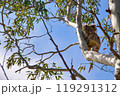 木の上で寝るコアラ 119291312