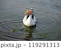 ゴミを食べようとするペリカン 119291313