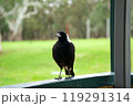 食べ物を探すカササギフエカラス 119291314