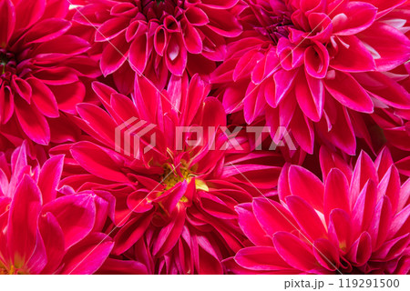 Beautiful pink dahlia flowers. Background, wallpaper, postcard. Beautiful pink dahlia flowers. Background, wallpaper, postcard. 119291500