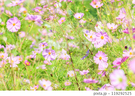 コスモスの花 コスモスの花 119292525