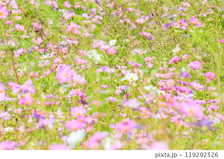 コスモスの花 コスモスの花 119292526