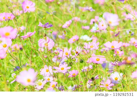 コスモスの花 コスモスの花 119292531