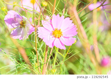 コスモスの花 コスモスの花 119292545