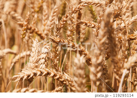 Golden waves of wheat sway gently in the warm breeze under the bright summer sun in a rural field 119293114
