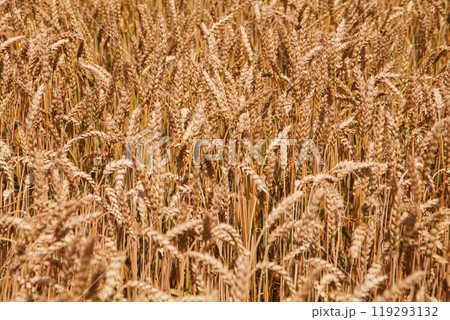 Golden fields of wheat under the bright sun during the late afternoon harvest season Golden fields of wheat under the bright sun during the late afternoon harvest season 119293132