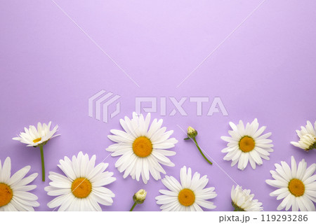 Spring and summer chamomile flowers on purple background. 119293286