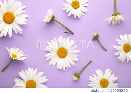 Spring and summer chamomile flowers on purple background. 119293290